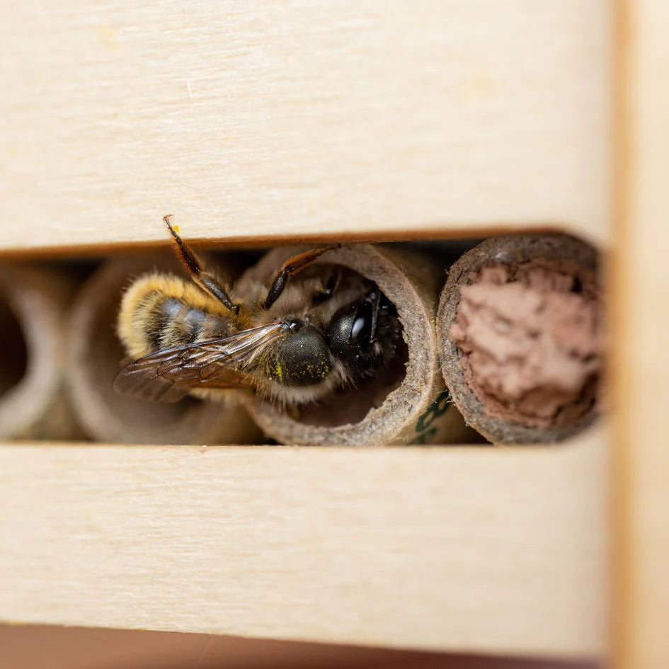 DIY Bee Hotel Kit